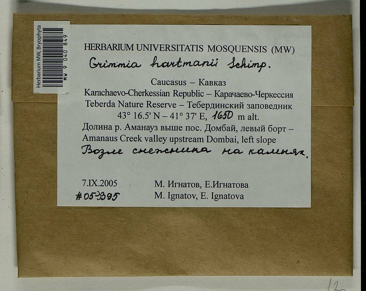 Grimmia hartmanii Schimp., Bryophytes, Bryophytes - North Caucasus & Ciscaucasia (B12) (Russia)