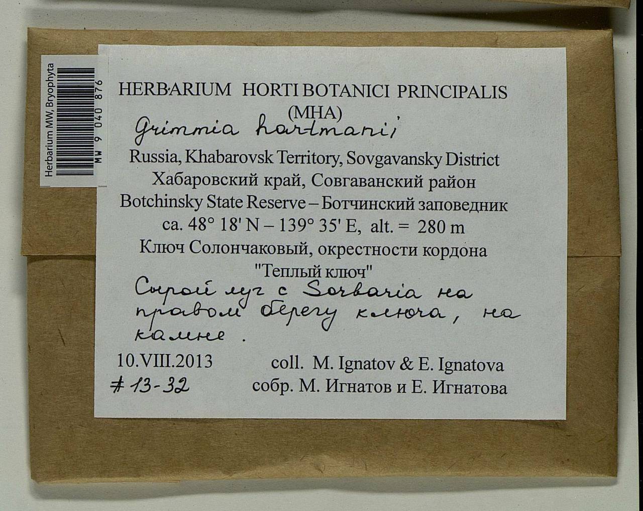 Grimmia hartmanii Schimp., Bryophytes, Bryophytes - Russian Far East (excl. Chukotka & Kamchatka) (B20) (Russia)