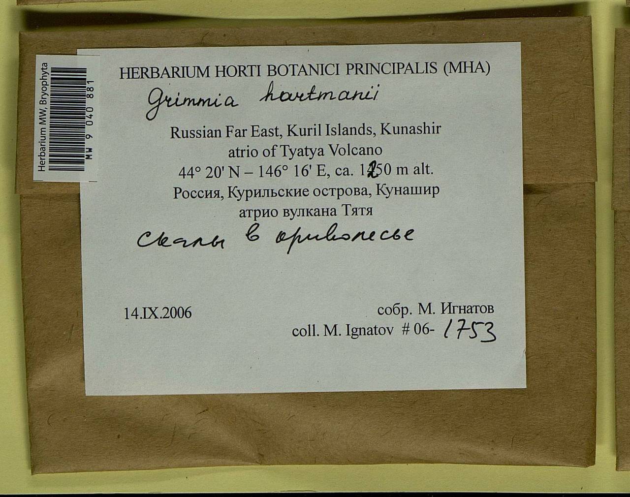 Grimmia hartmanii Schimp., Bryophytes, Bryophytes - Russian Far East (excl. Chukotka & Kamchatka) (B20) (Russia)