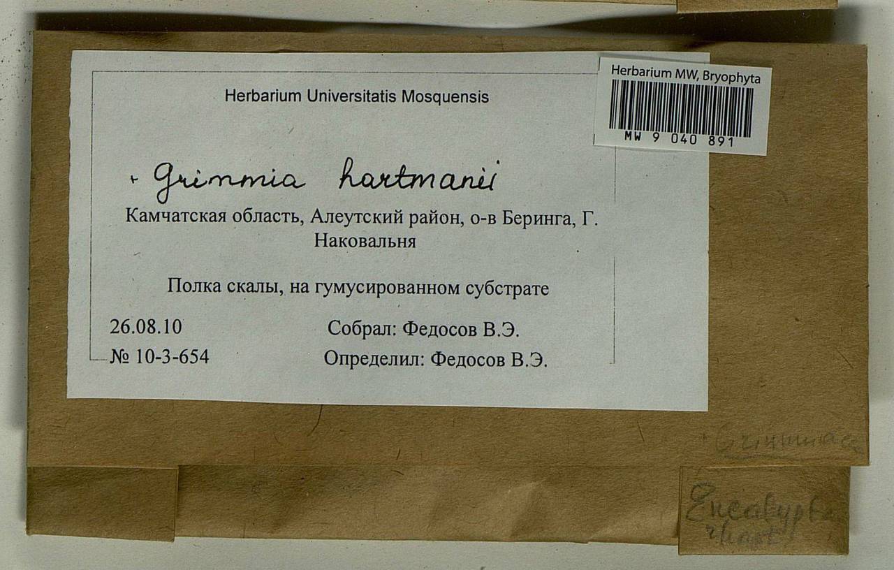 Grimmia hartmanii Schimp., Bryophytes, Bryophytes - Chukotka & Kamchatka (B21) (Russia)