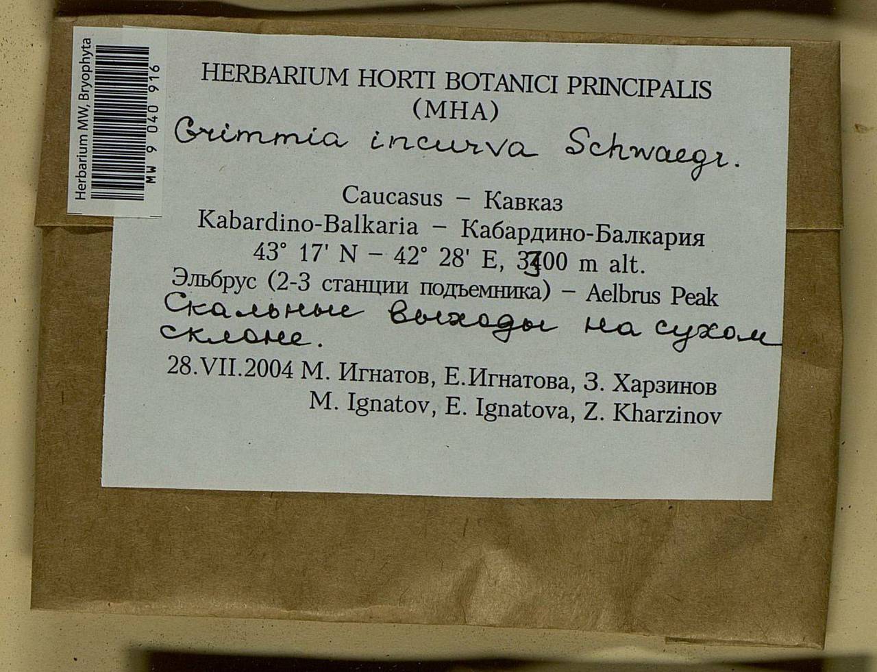 Grimmia incurva Schwägr., Bryophytes, Bryophytes - North Caucasus & Ciscaucasia (B12) (Russia)