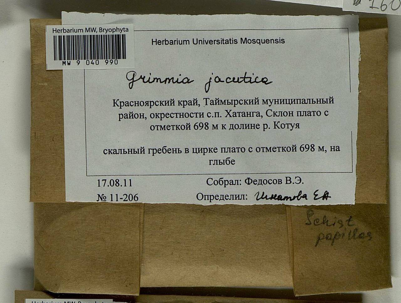 Grimmia jacutica Ignatova, Bedn.-Ochyra, Afonina & J. Muñoz, Bryophytes, Bryophytes - Krasnoyarsk Krai, Tyva & Khakassia (B17) (Russia)
