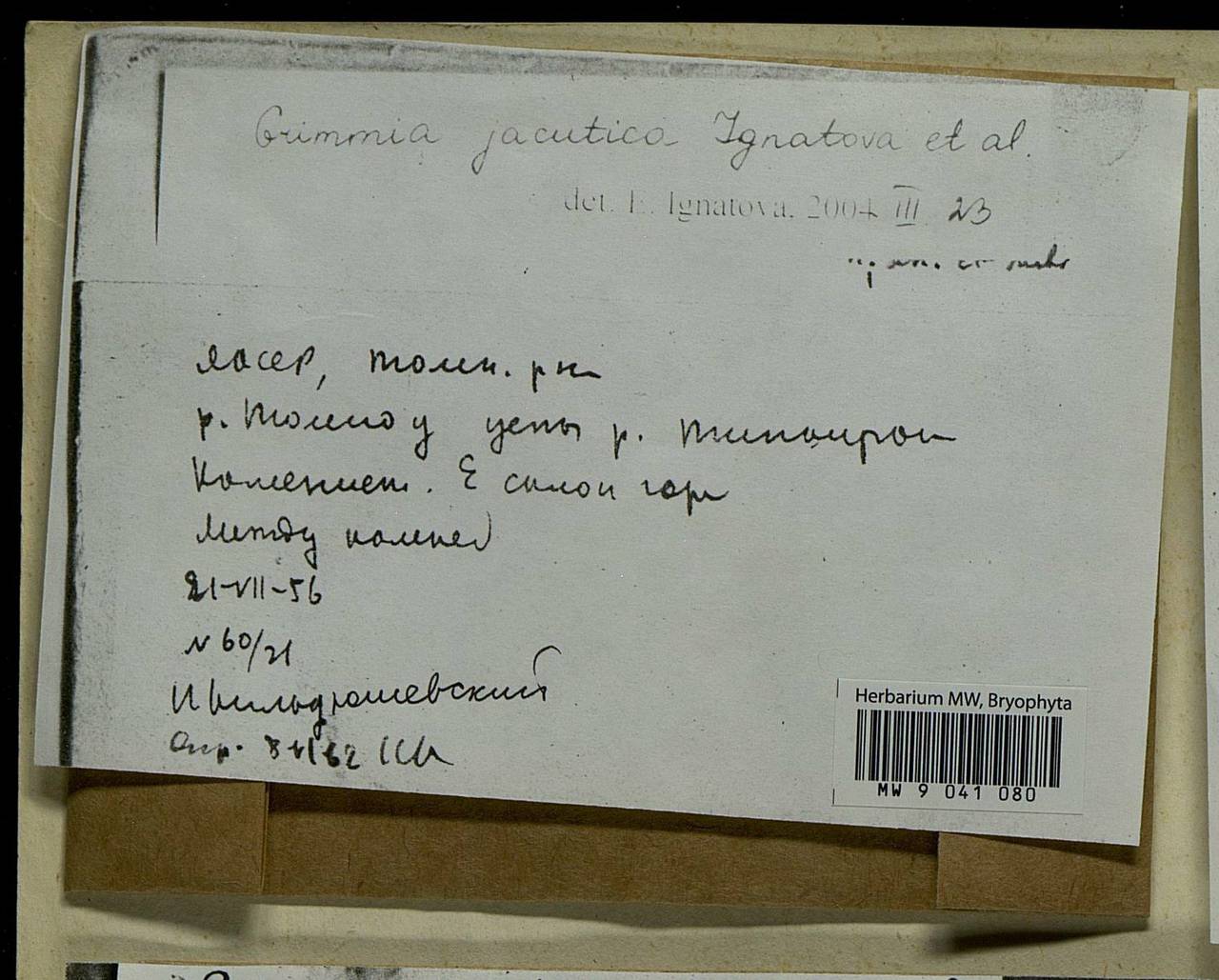 Grimmia jacutica Ignatova, Bedn.-Ochyra, Afonina & J. Muñoz, Bryophytes, Bryophytes - Yakutia (B19) (Russia)
