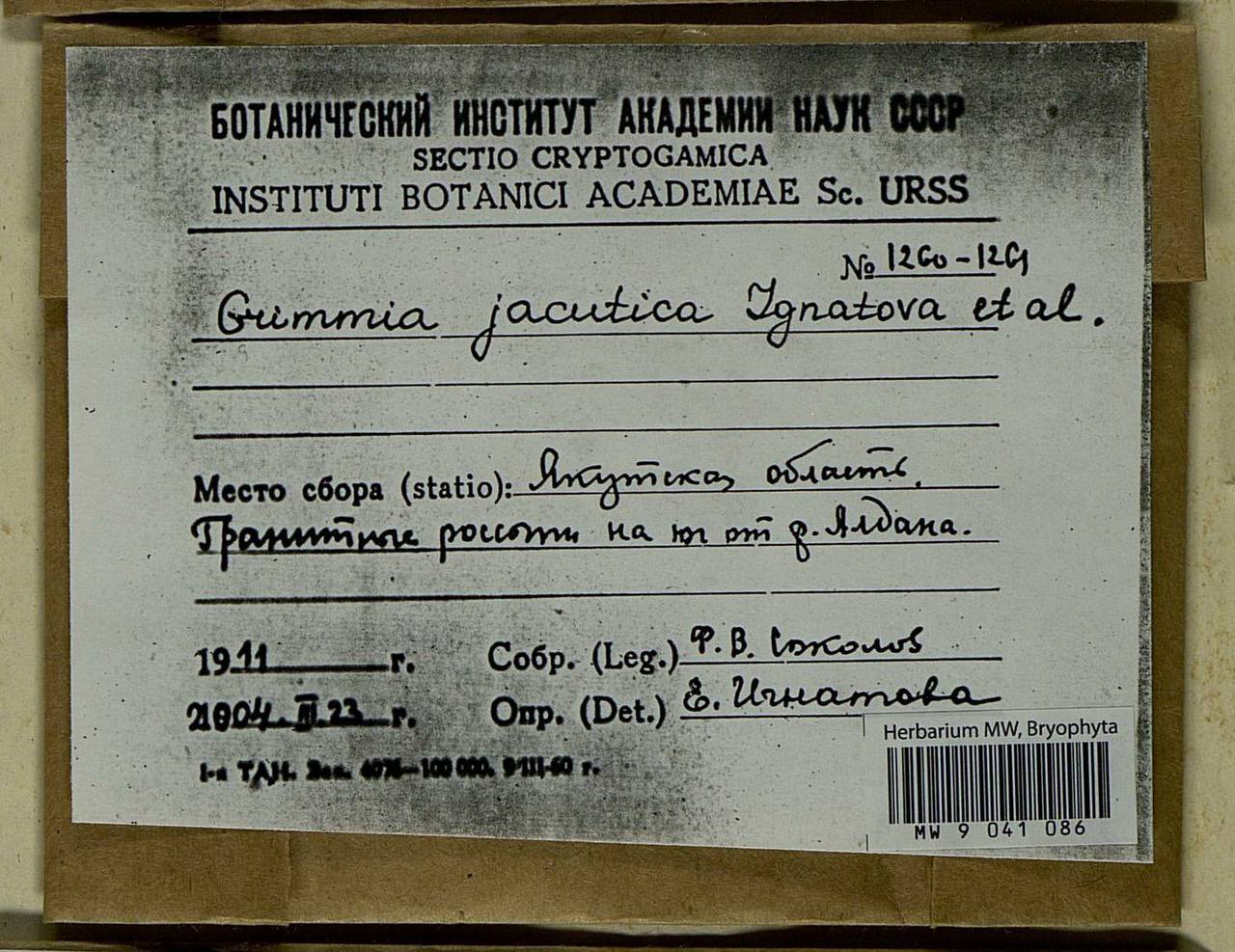 Grimmia jacutica Ignatova, Bedn.-Ochyra, Afonina & J. Muñoz, Bryophytes, Bryophytes - Yakutia (B19) (Russia)