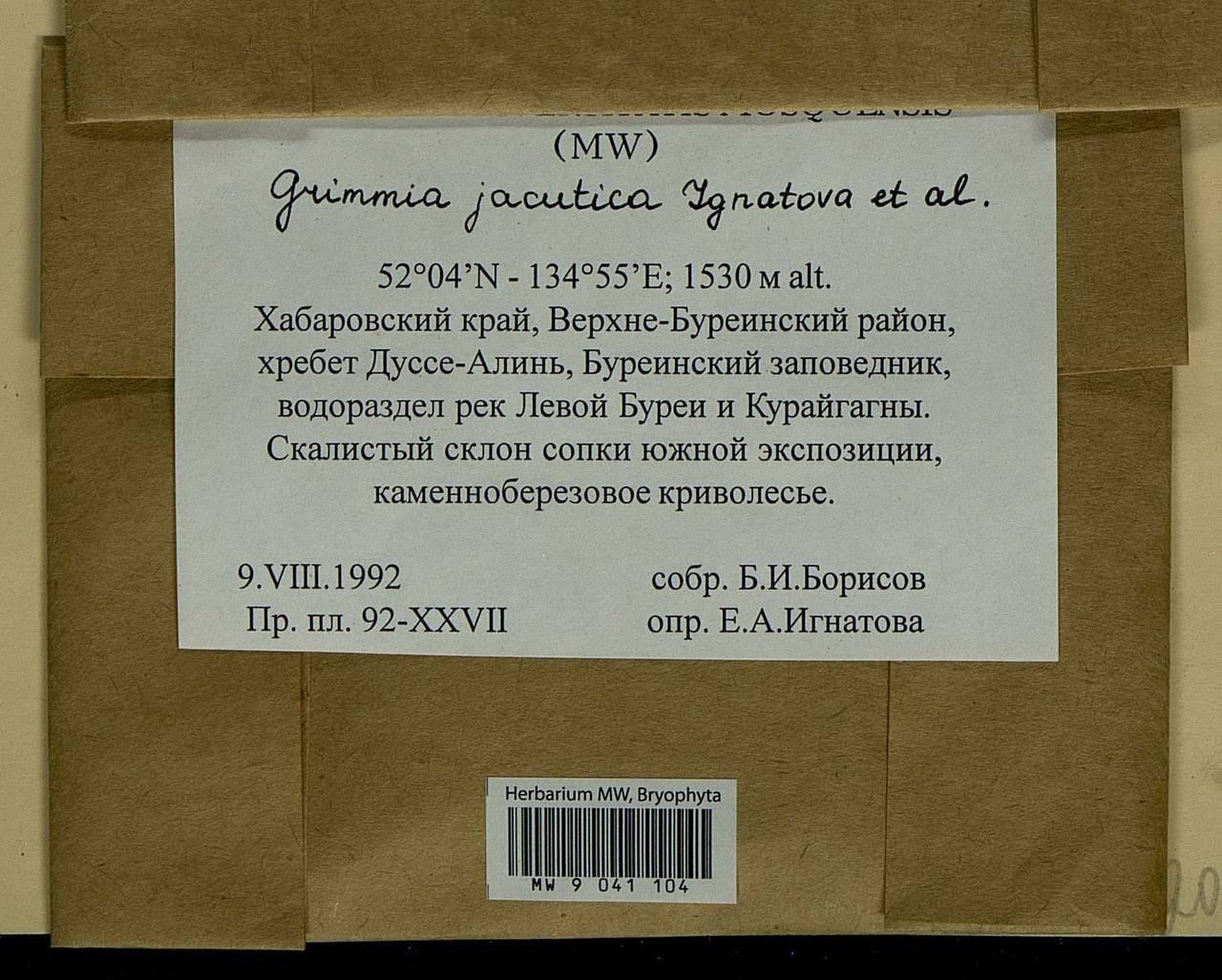Grimmia jacutica Ignatova, Bedn.-Ochyra, Afonina & J. Muñoz, Bryophytes, Bryophytes - Russian Far East (excl. Chukotka & Kamchatka) (B20) (Russia)