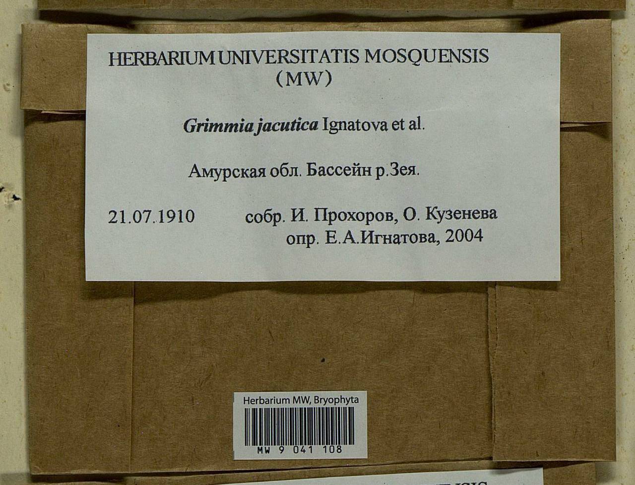 Grimmia jacutica Ignatova, Bedn.-Ochyra, Afonina & J. Muñoz, Bryophytes, Bryophytes - Russian Far East (excl. Chukotka & Kamchatka) (B20) (Russia)
