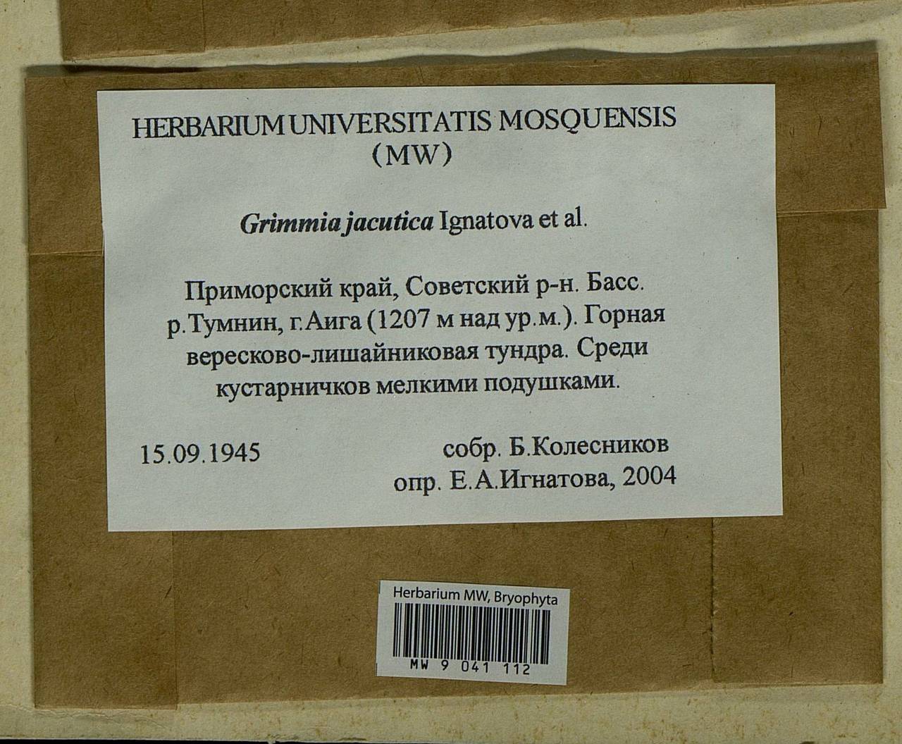 Grimmia jacutica Ignatova, Bedn.-Ochyra, Afonina & J. Muñoz, Bryophytes, Bryophytes - Russian Far East (excl. Chukotka & Kamchatka) (B20) (Russia)
