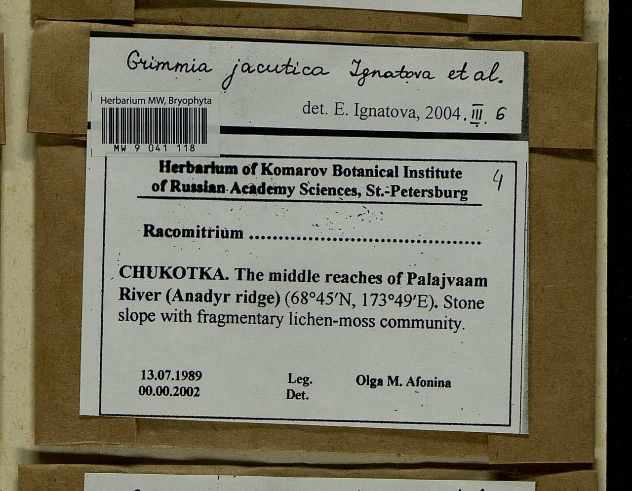 Grimmia jacutica Ignatova, Bedn.-Ochyra, Afonina & J. Muñoz, Bryophytes, Bryophytes - Chukotka & Kamchatka (B21) (Russia)