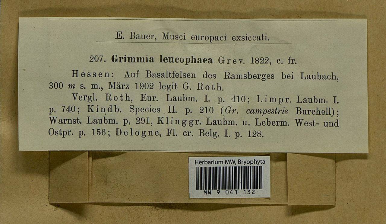 Grimmia laevigata (Brid.) Brid., Bryophytes, Bryophytes - Western Europe (BEu) (Germany)