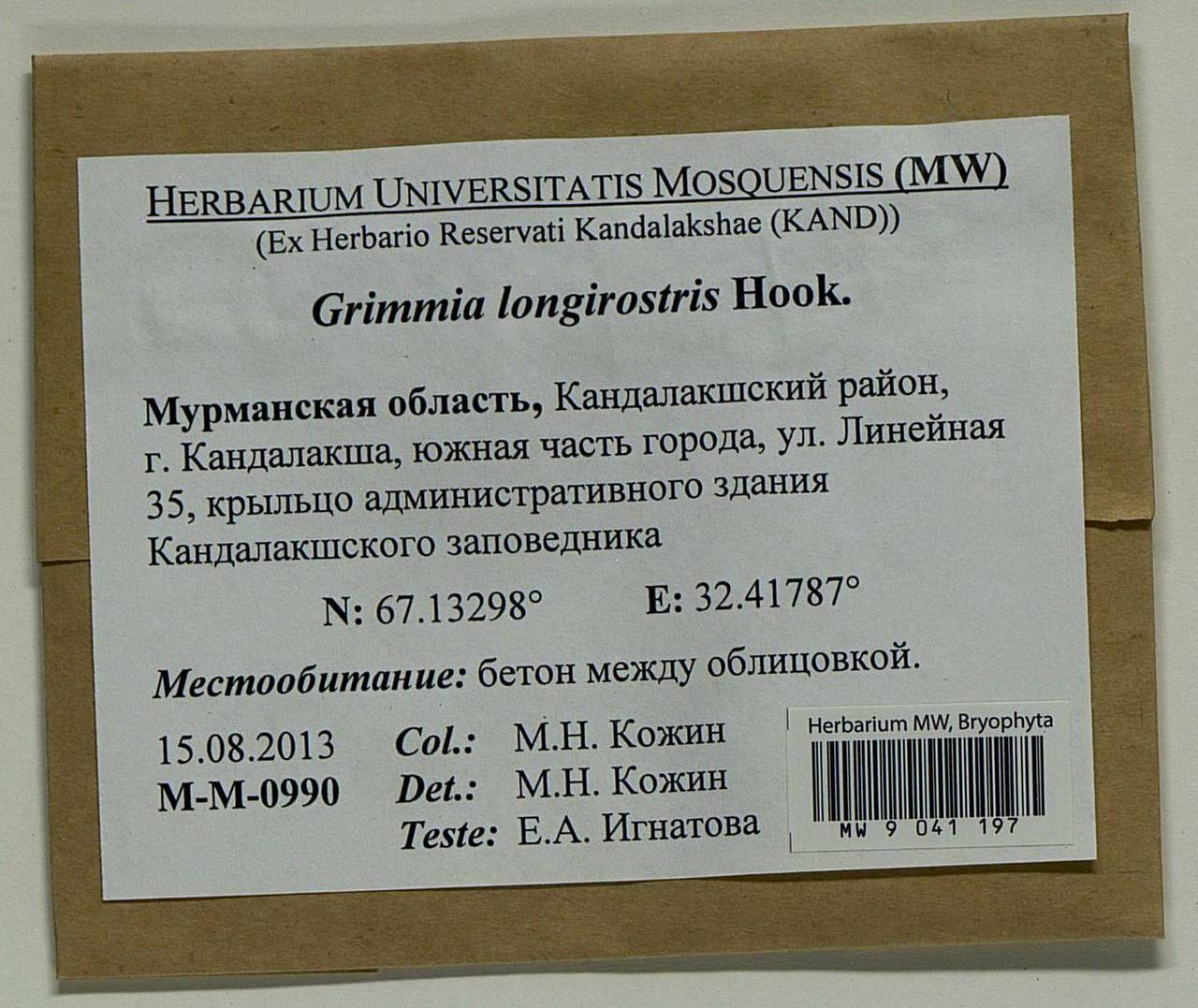 Grimmia longirostris Hook., Bryophytes, Bryophytes - Karelia, Leningrad & Murmansk Oblasts (B4) (Russia)