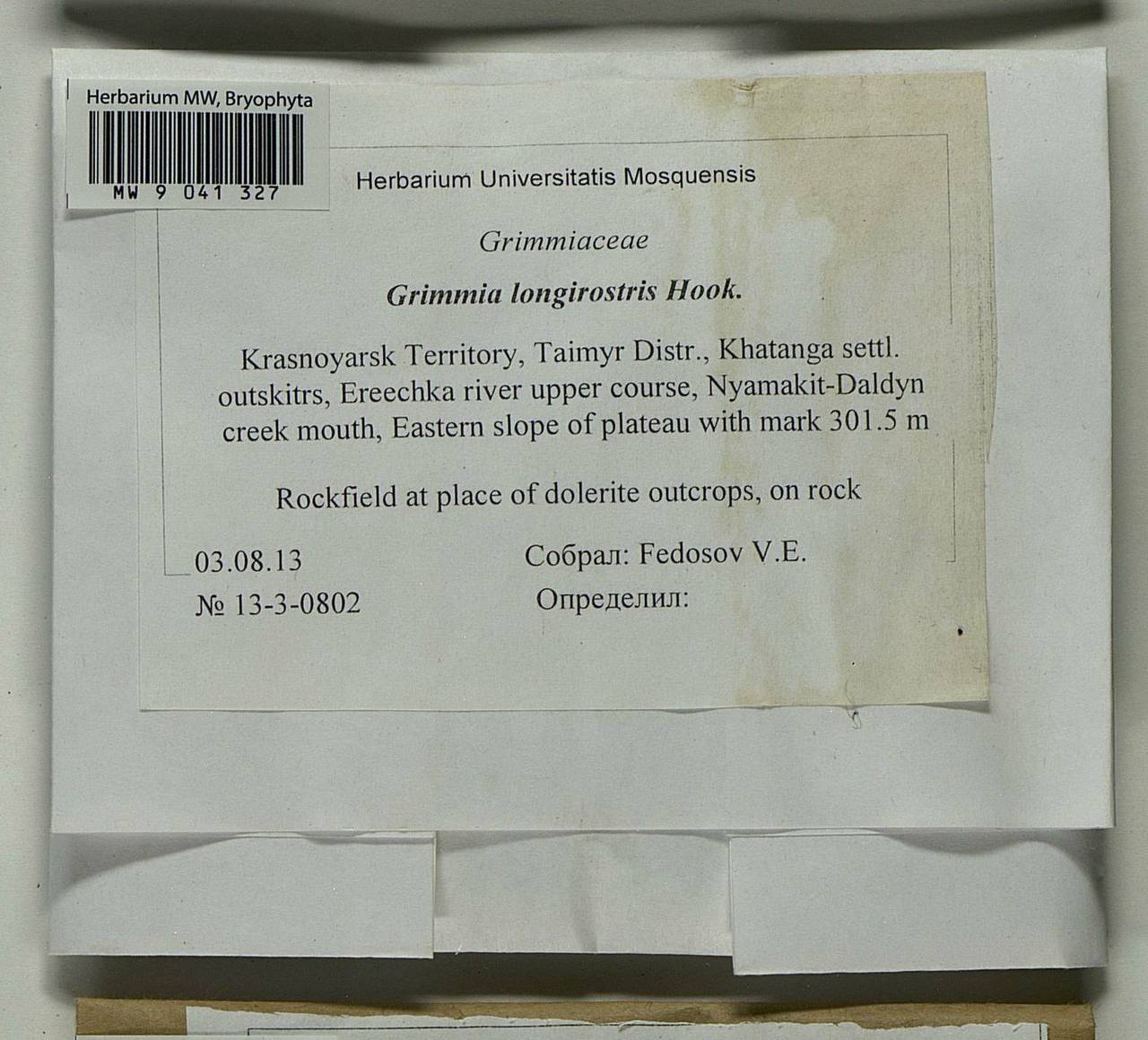 Grimmia longirostris Hook., Bryophytes, Bryophytes - Krasnoyarsk Krai, Tyva & Khakassia (B17) (Russia)