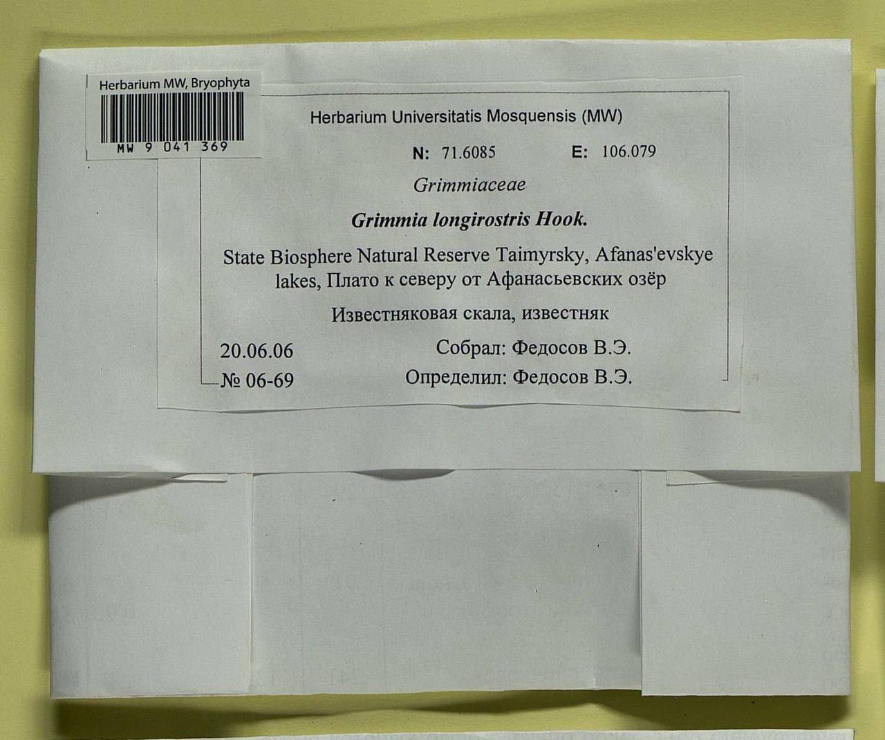 Grimmia longirostris Hook., Bryophytes, Bryophytes - Krasnoyarsk Krai, Tyva & Khakassia (B17) (Russia)