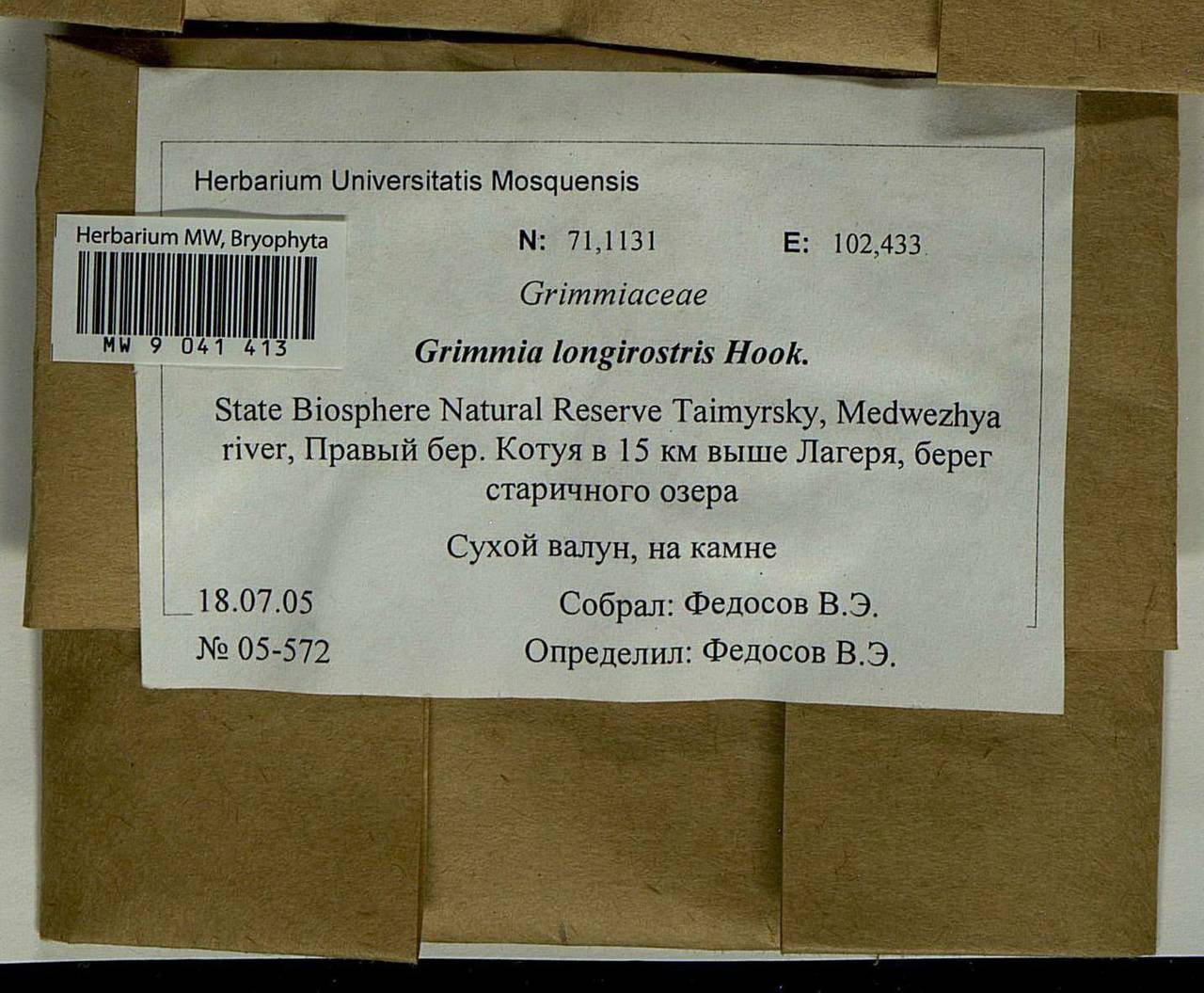 Grimmia longirostris Hook., Bryophytes, Bryophytes - Krasnoyarsk Krai, Tyva & Khakassia (B17) (Russia)