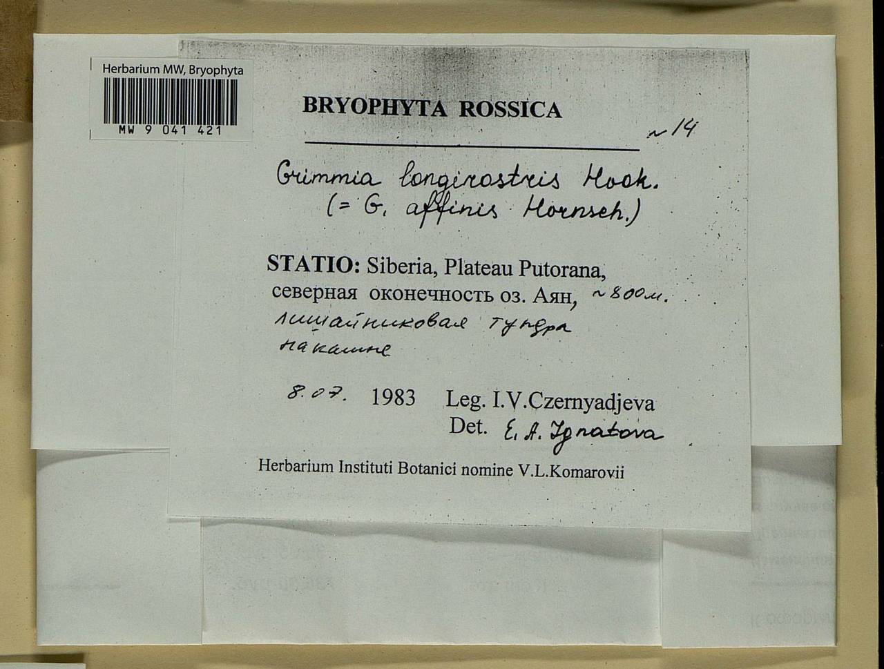 Grimmia longirostris Hook., Bryophytes, Bryophytes - Krasnoyarsk Krai, Tyva & Khakassia (B17) (Russia)