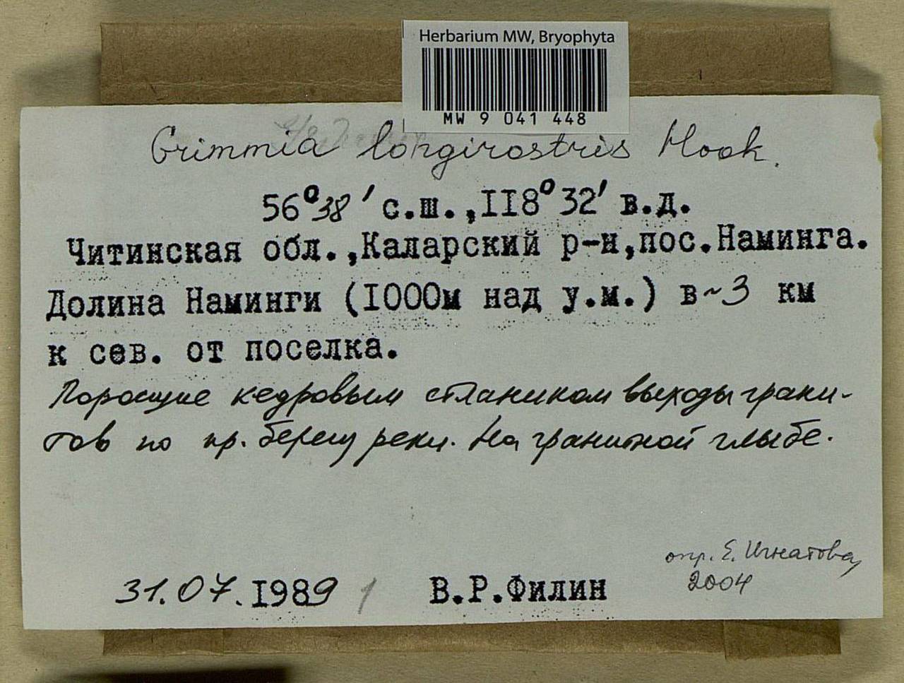 Grimmia longirostris Hook., Bryophytes, Bryophytes - Baikal & Transbaikal regions (B18) (Russia)