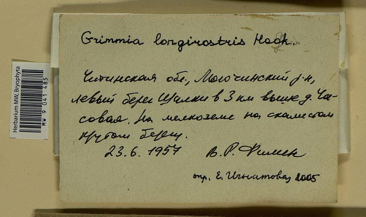 Grimmia longirostris Hook., Bryophytes, Bryophytes - Baikal & Transbaikal regions (B18) (Russia)