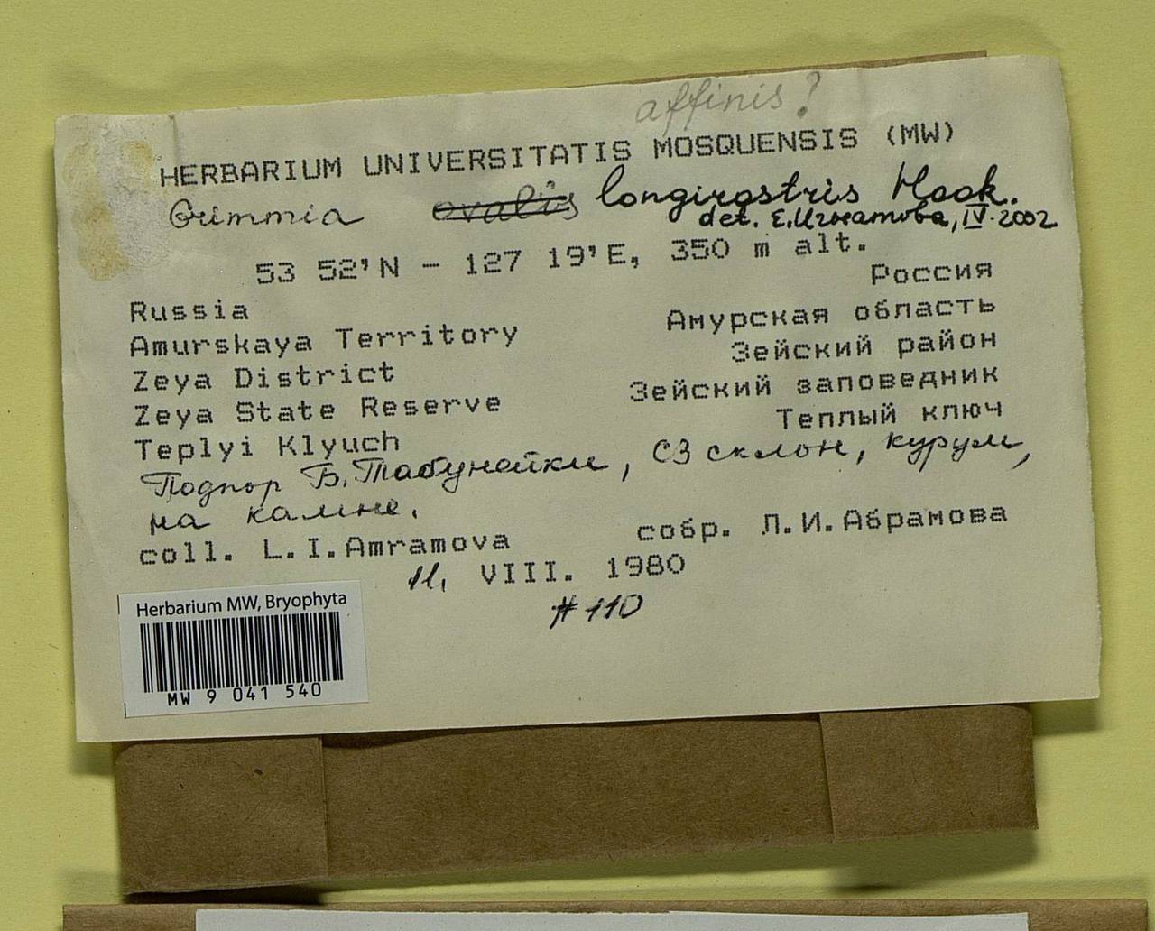 Grimmia longirostris Hook., Bryophytes, Bryophytes - Russian Far East (excl. Chukotka & Kamchatka) (B20) (Russia)