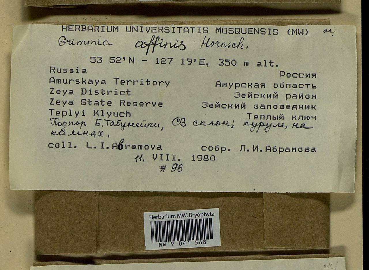 Grimmia longirostris Hook., Bryophytes, Bryophytes - Russian Far East (excl. Chukotka & Kamchatka) (B20) (Russia)