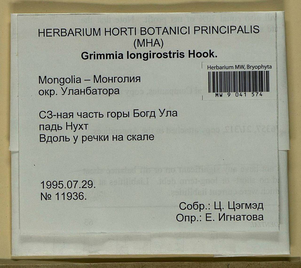 Grimmia longirostris Hook., Bryophytes, Bryophytes - Asia (outside ex-Soviet states) (BAs) (Mongolia)