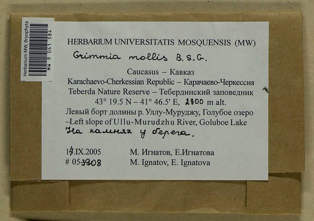 Grimmia mollis Bruch & Schimp., Bryophytes, Bryophytes - North Caucasus & Ciscaucasia (B12) (Russia)