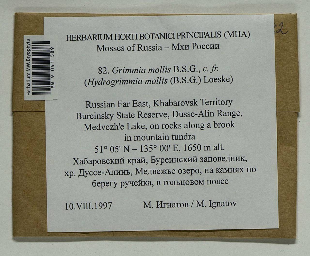 Grimmia mollis Bruch & Schimp., Bryophytes, Bryophytes - Russian Far East (excl. Chukotka & Kamchatka) (B20) (Russia)