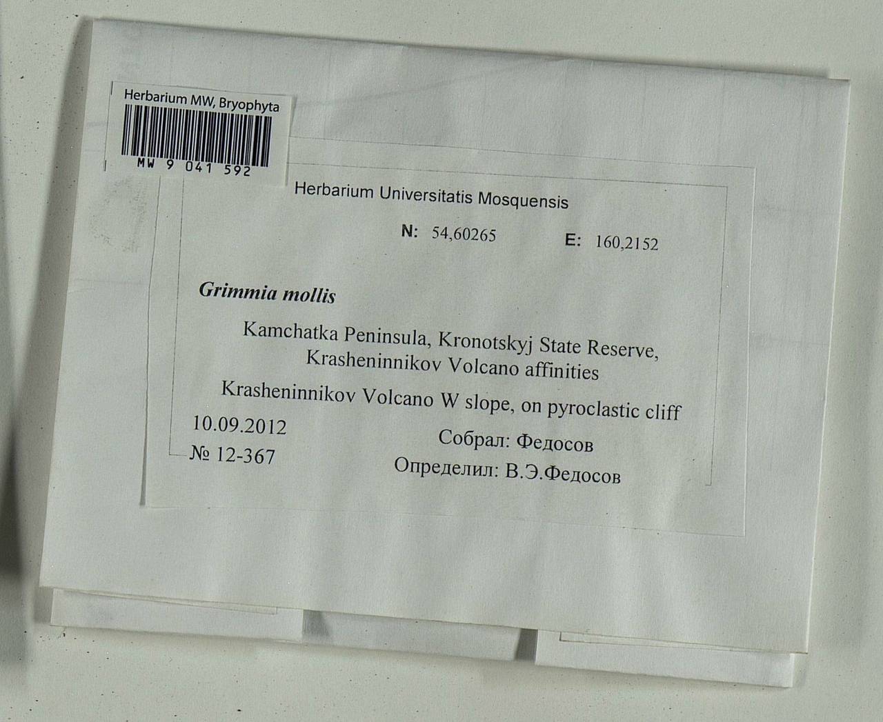 Grimmia mollis Bruch & Schimp., Bryophytes, Bryophytes - Chukotka & Kamchatka (B21) (Russia)