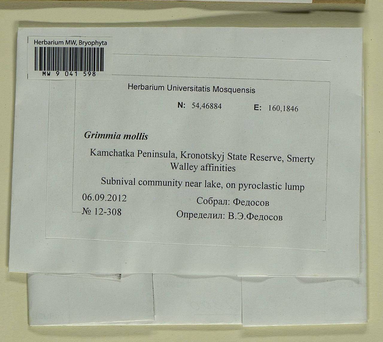 Grimmia mollis Bruch & Schimp., Bryophytes, Bryophytes - Chukotka & Kamchatka (B21) (Russia)