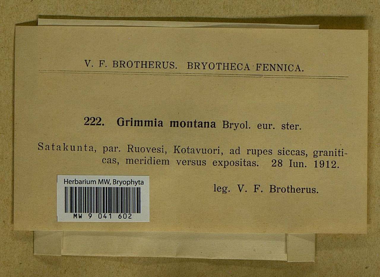 Grimmia montana Bruch & Schimp., Bryophytes, Bryophytes - Western Europe (BEu) (Finland)