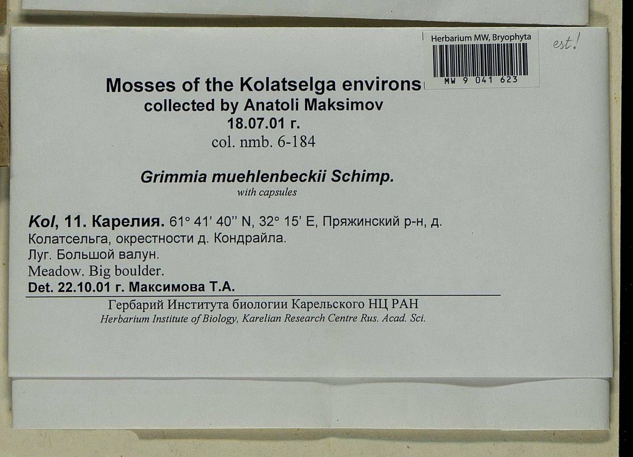 Grimmia muehlenbeckii Schimp., Bryophytes, Bryophytes - Karelia, Leningrad & Murmansk Oblasts (B4) (Russia)