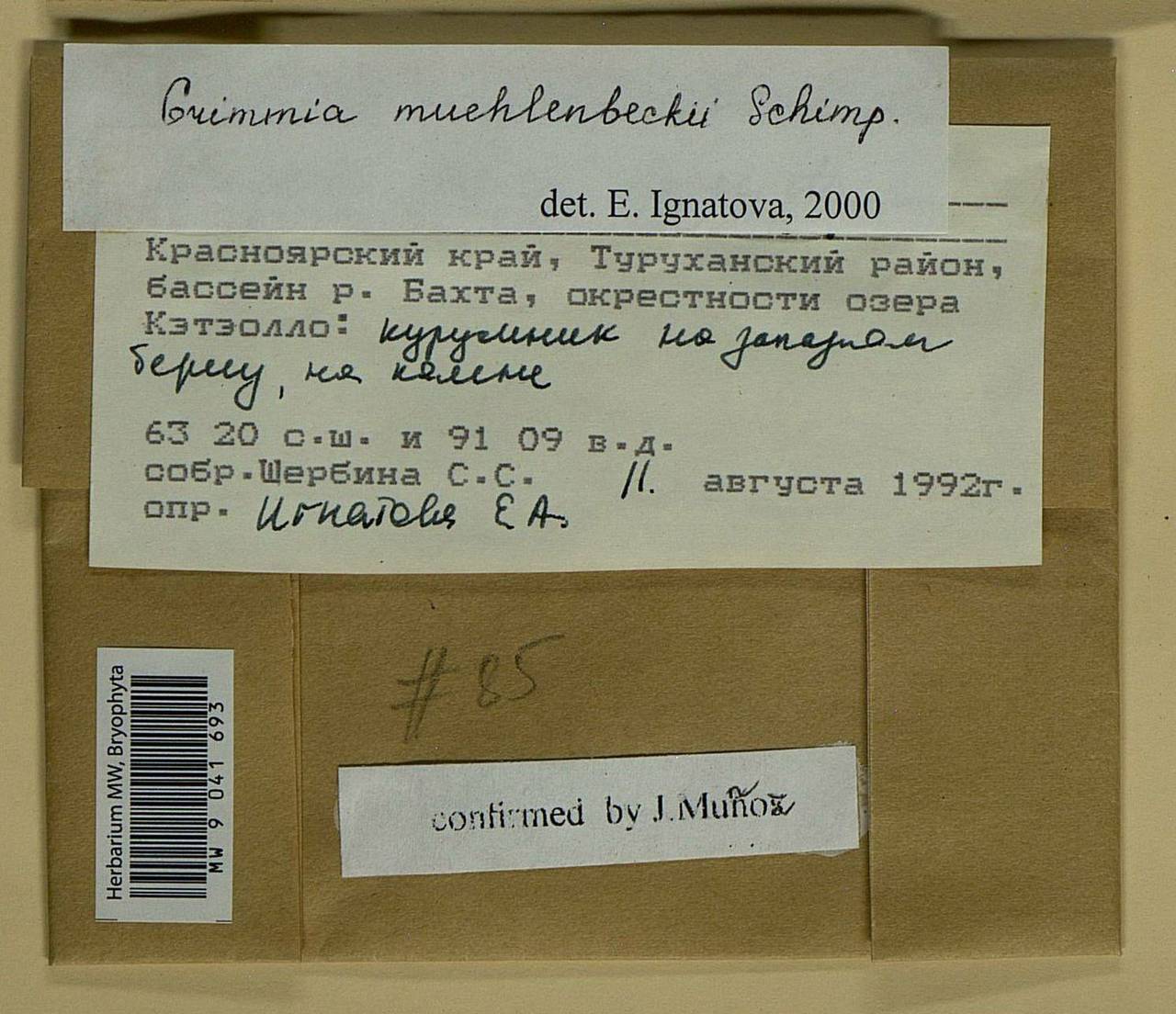 Grimmia muehlenbeckii Schimp., Bryophytes, Bryophytes - Krasnoyarsk Krai, Tyva & Khakassia (B17) (Russia)