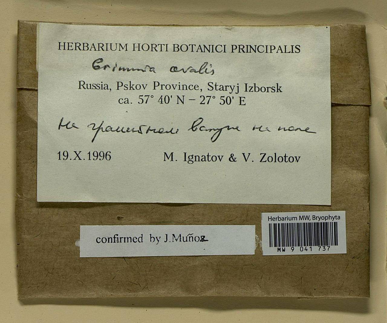 Grimmia ovalis (Hedw.) Lindb., Bryophytes, Bryophytes - Novgorod & Pskov Oblasts (B5) (Russia)