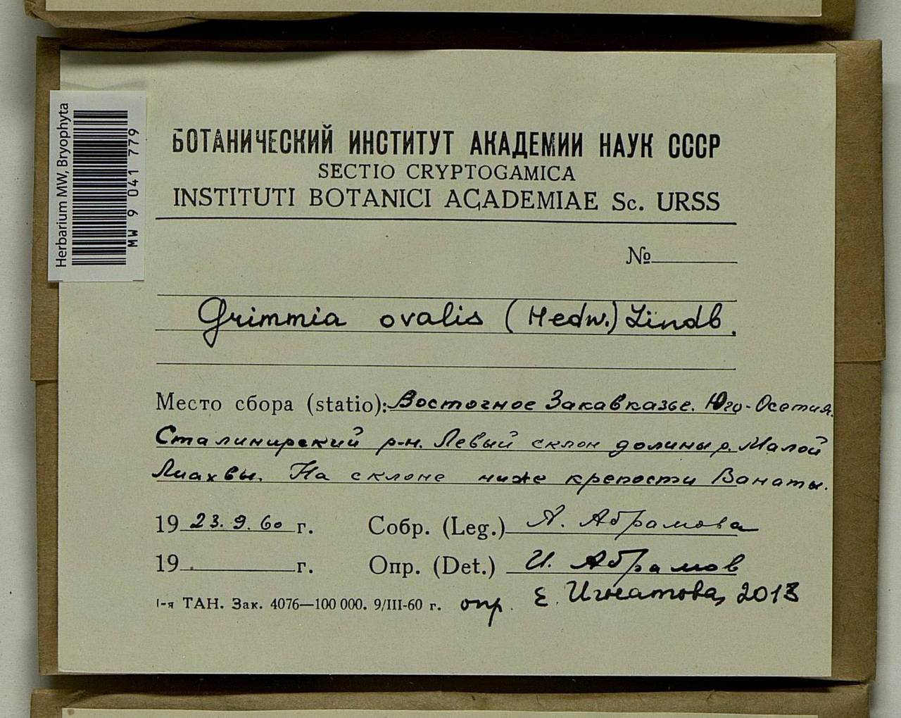 Grimmia ovalis (Hedw.) Lindb., Bryophytes, Bryophytes - Transcaucasia (B13) (South Ossetia)