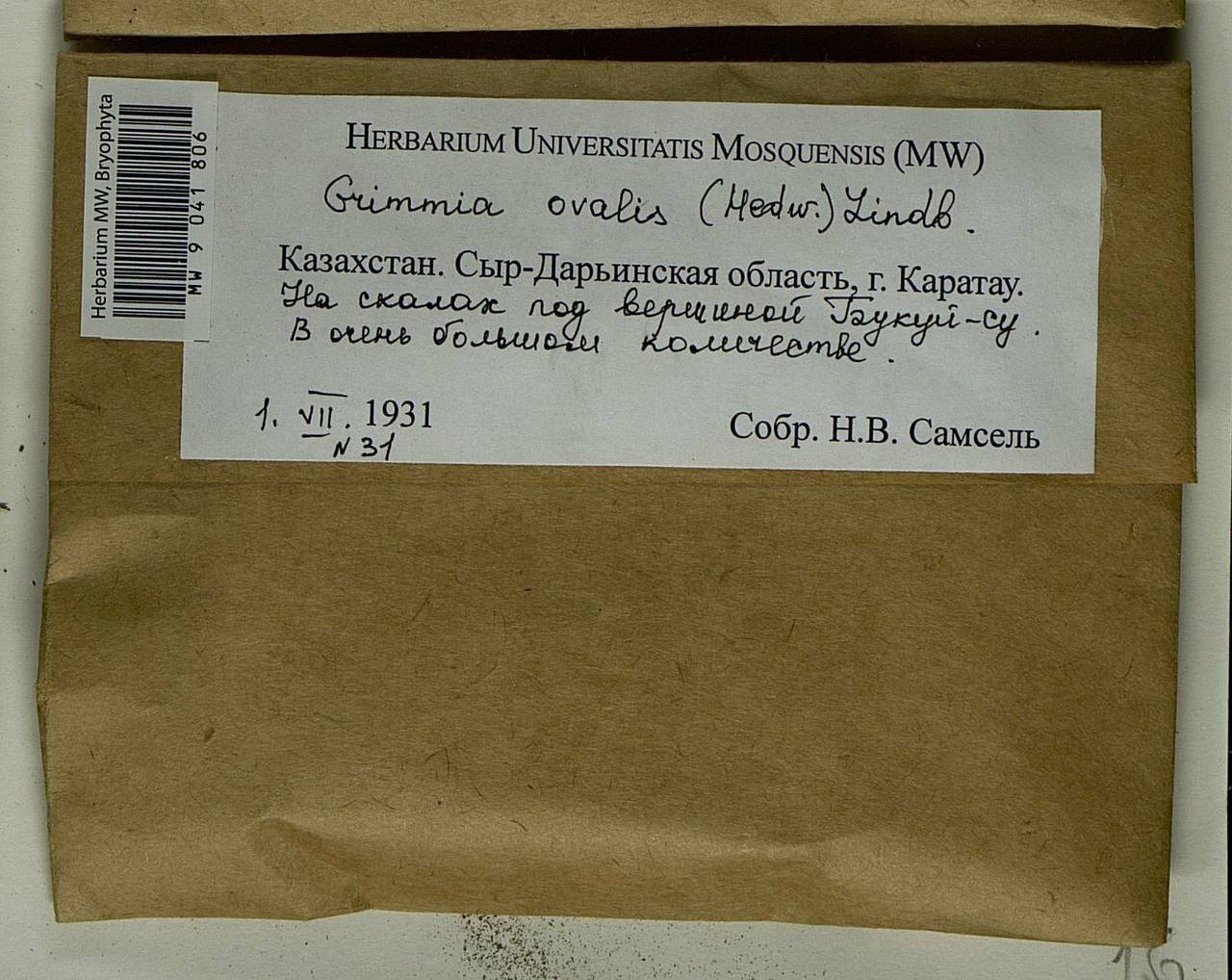 Grimmia ovalis (Hedw.) Lindb., Bryophytes, Bryophytes - Middle Asia & Kazakhstan (B16) (Kazakhstan)