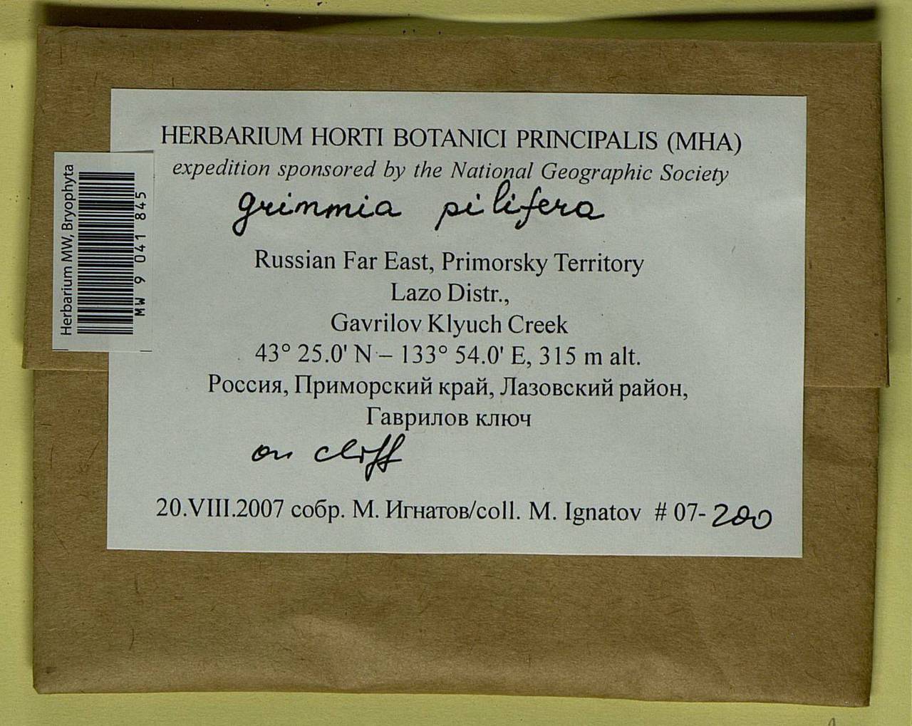 Grimmia pilifera P. Beauv., Bryophytes, Bryophytes - Russian Far East (excl. Chukotka & Kamchatka) (B20) (Russia)