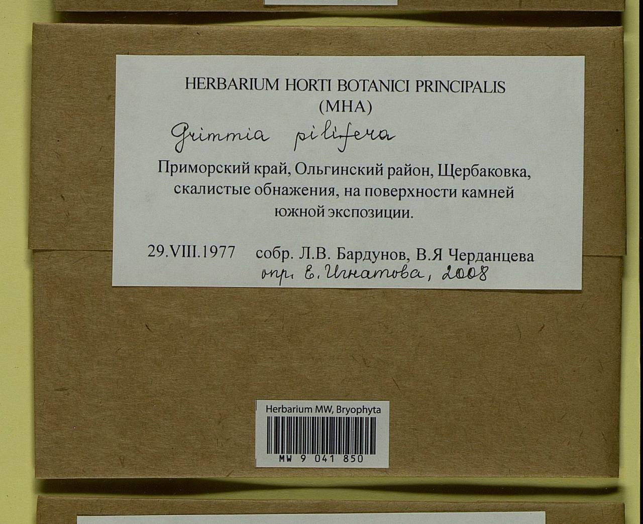 Grimmia pilifera P. Beauv., Bryophytes, Bryophytes - Russian Far East (excl. Chukotka & Kamchatka) (B20) (Russia)