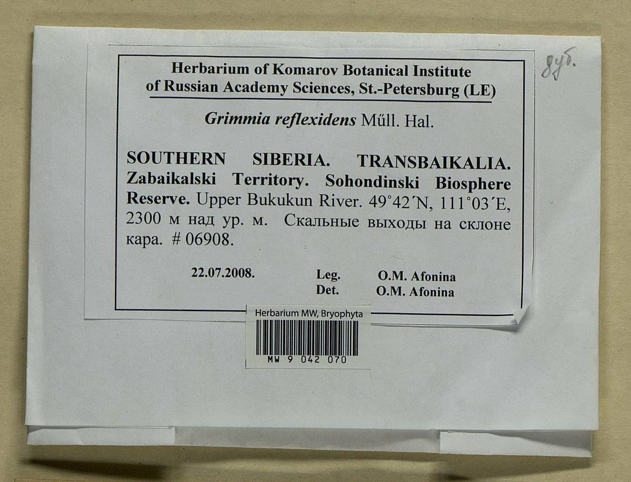 Grimmia reflexidens Müll. Hal., Bryophytes, Bryophytes - Baikal & Transbaikal regions (B18) (Russia)