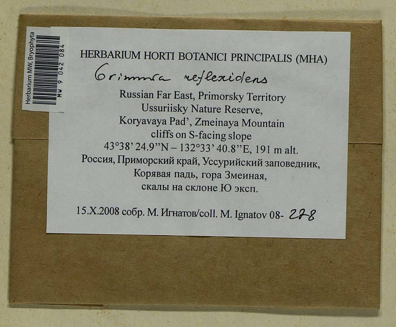 Grimmia reflexidens Müll. Hal., Bryophytes, Bryophytes - Russian Far East (excl. Chukotka & Kamchatka) (B20) (Russia)