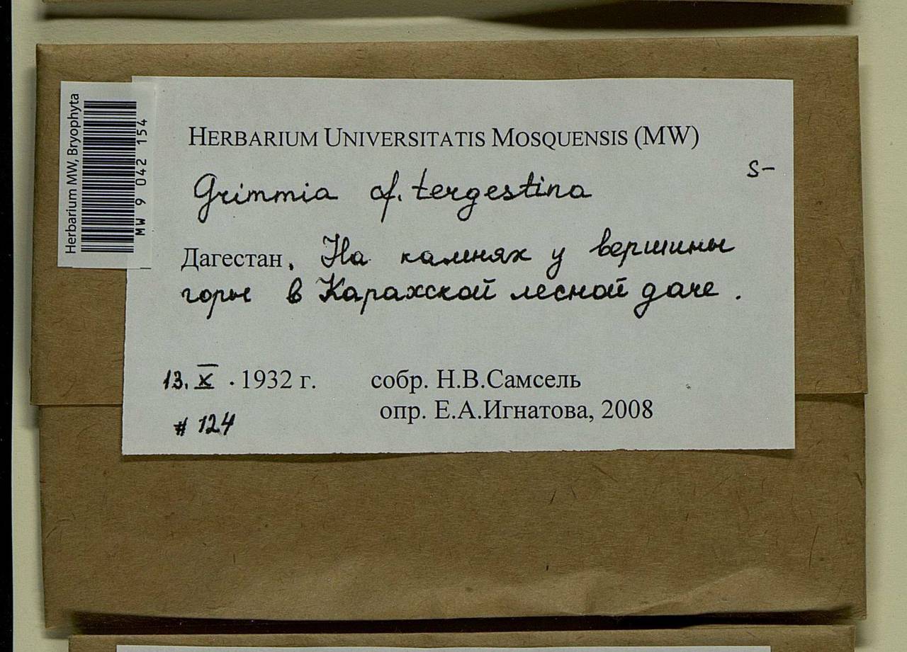 Grimmia tergestina Tomm. ex Bruch & Schimp., Bryophytes, Bryophytes - North Caucasus & Ciscaucasia (B12) (Russia)
