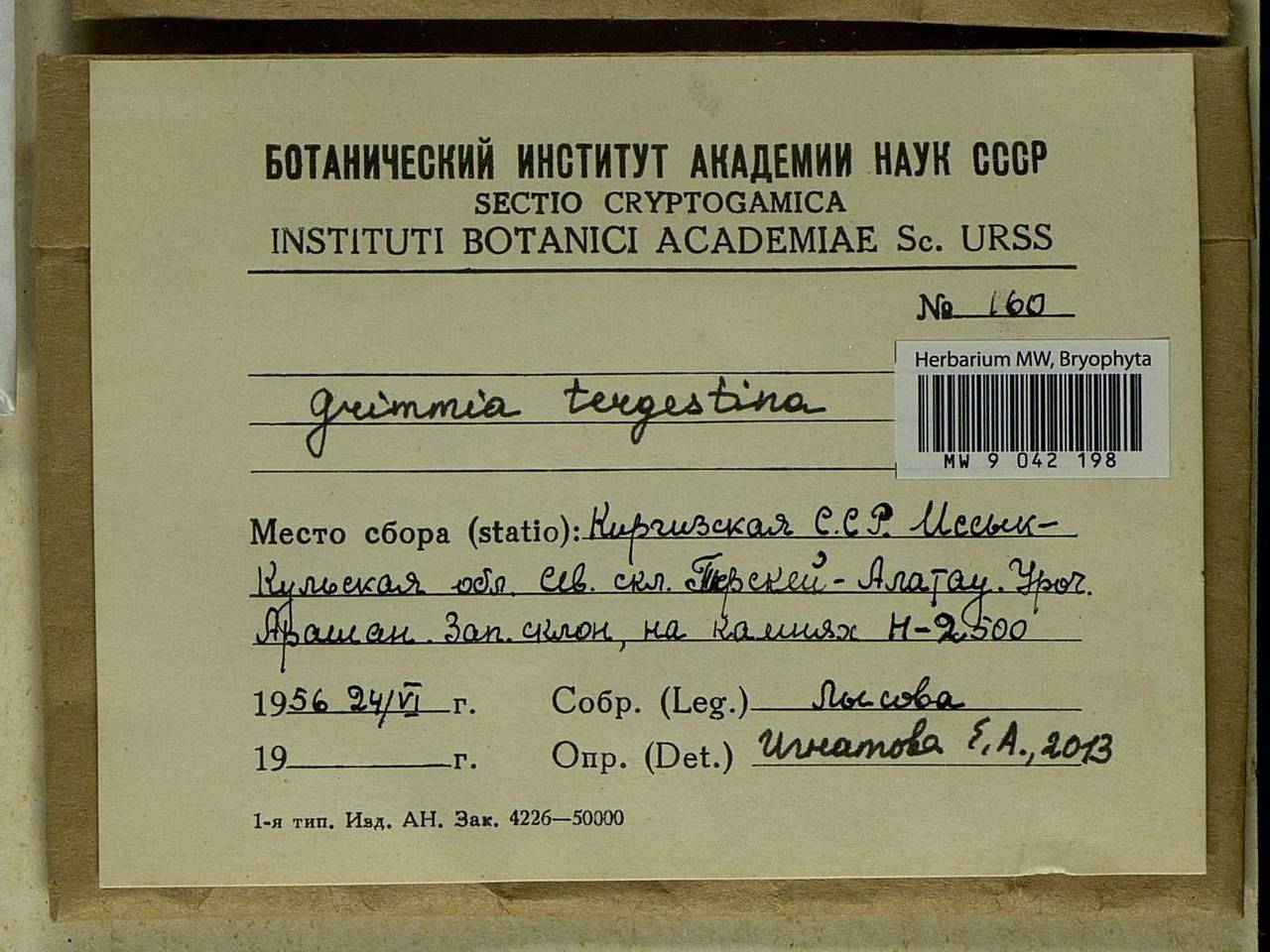 Grimmia tergestina Tomm. ex Bruch & Schimp., Bryophytes, Bryophytes - Middle Asia & Kazakhstan (B16) (Kyrgyzstan)