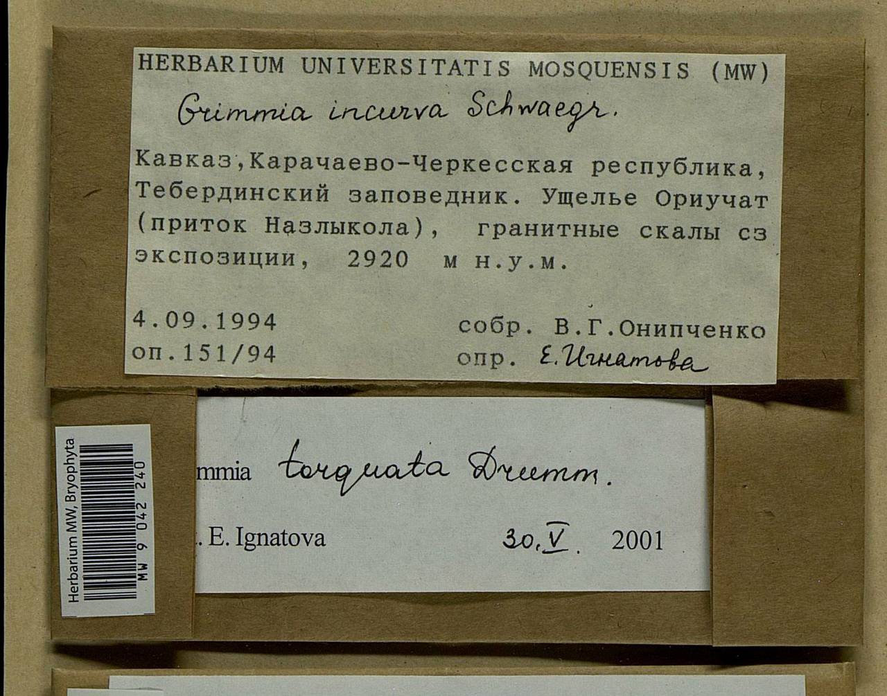 Grimmia torquata Drumm., Bryophytes, Bryophytes - North Caucasus & Ciscaucasia (B12) (Russia)