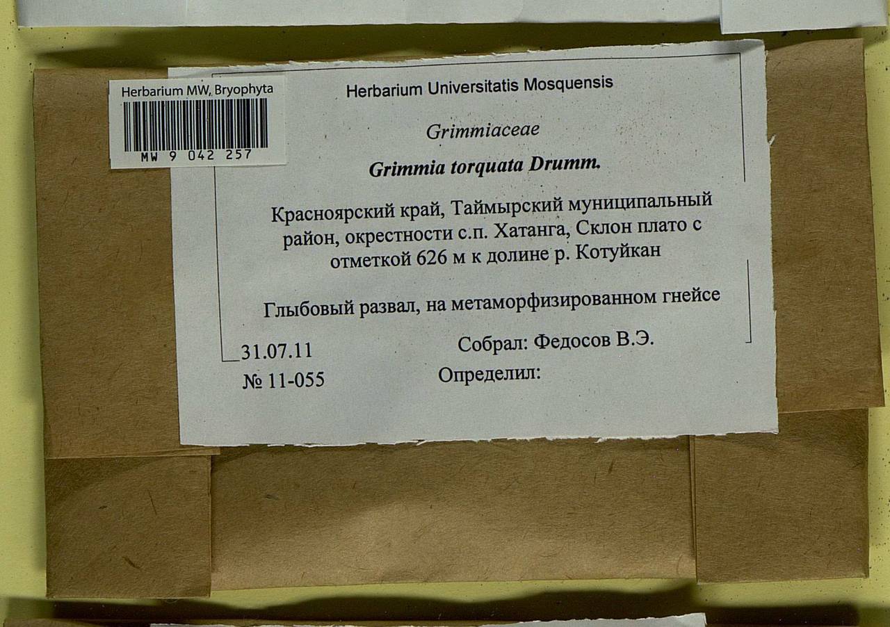 Grimmia torquata Drumm., Bryophytes, Bryophytes - Krasnoyarsk Krai, Tyva & Khakassia (B17) (Russia)