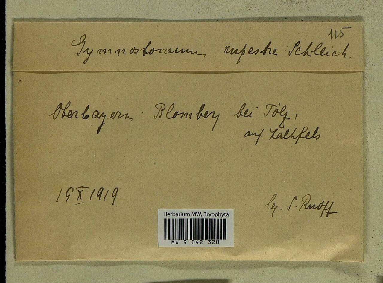 Gymnostomum aeruginosum Sm., Bryophytes, Bryophytes - Western Europe (BEu) (Germany)