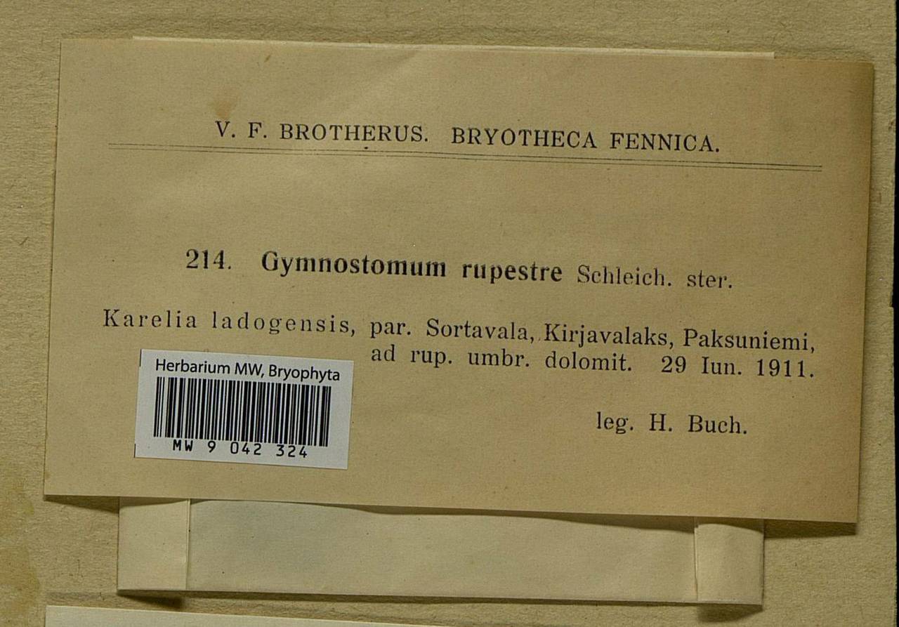 Gymnostomum aeruginosum Sm., Bryophytes, Bryophytes - Karelia, Leningrad & Murmansk Oblasts (B4) (Russia)