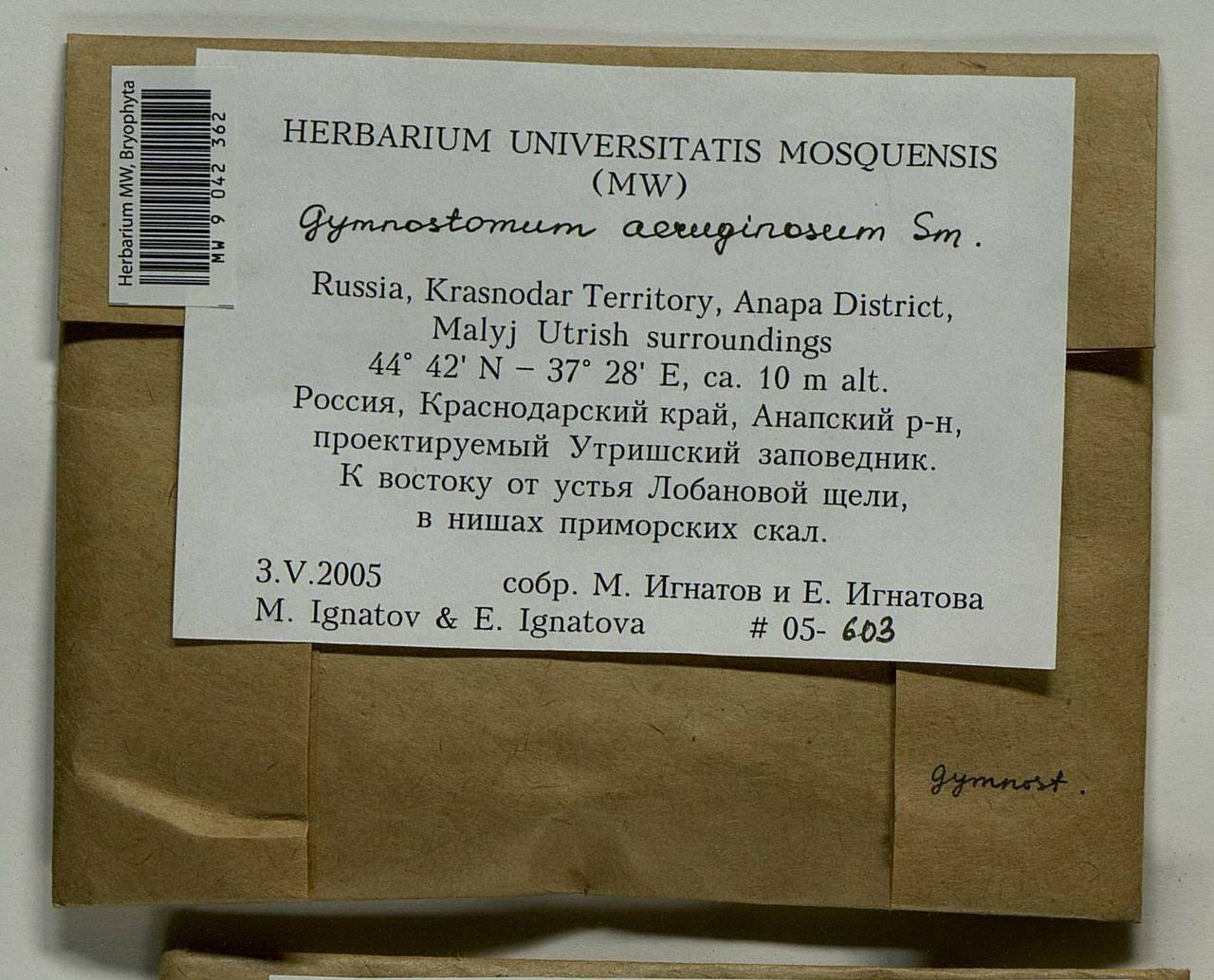Gymnostomum aeruginosum Sm., Bryophytes, Bryophytes - North Caucasus & Ciscaucasia (B12) (Russia)