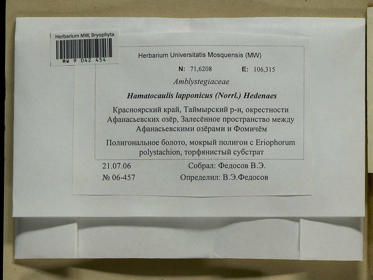 Hamatocaulis lapponicus (Norrl.) Hedenäs, Bryophytes, Bryophytes - Krasnoyarsk Krai, Tyva & Khakassia (B17) (Russia)