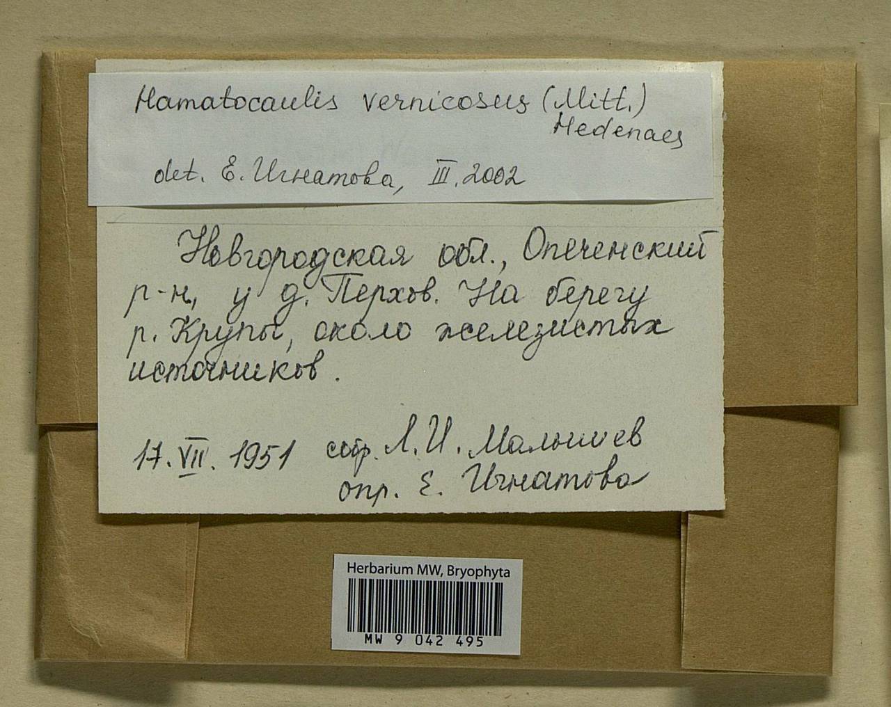 Hamatocaulis vernicosus (Mitt.) Hedenäs, Bryophytes, Bryophytes - Novgorod & Pskov Oblasts (B5) (Russia)