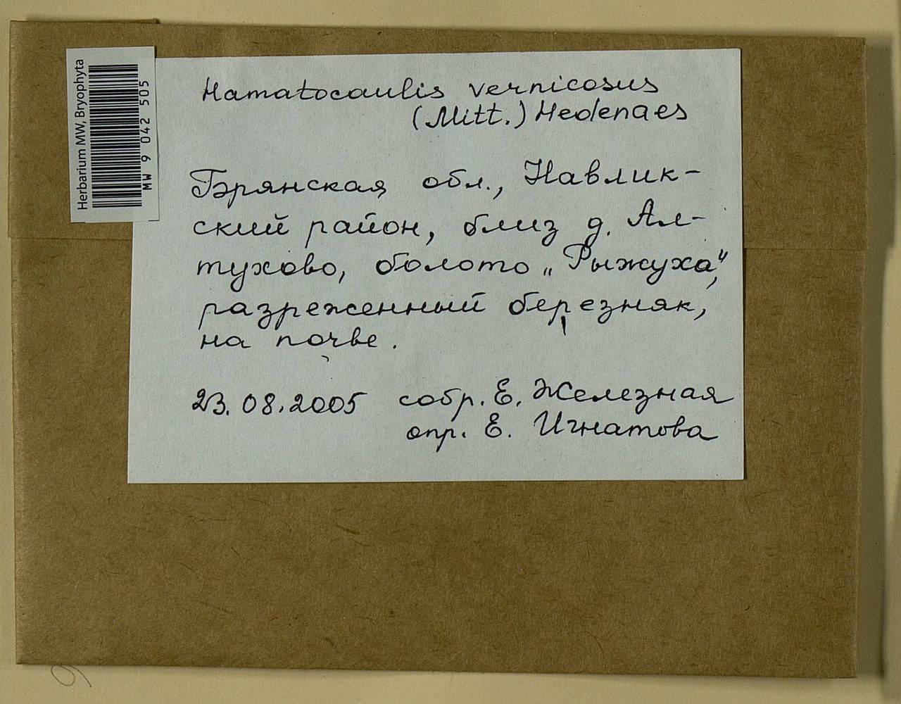 Hamatocaulis vernicosus (Mitt.) Hedenäs, Bryophytes, Bryophytes - Middle Russia (B6) (Russia)
