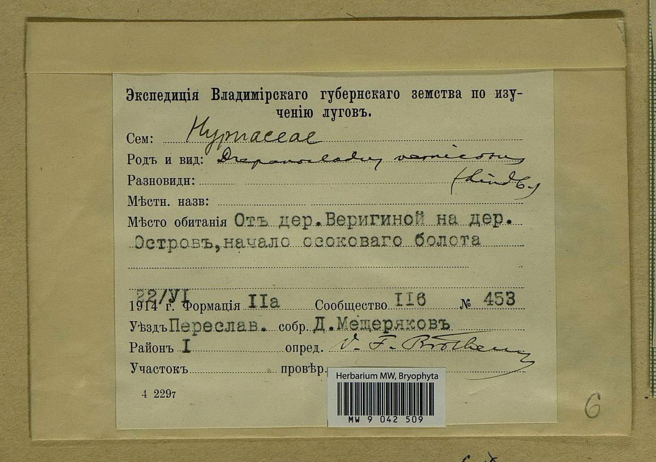 Hamatocaulis vernicosus (Mitt.) Hedenäs, Bryophytes, Bryophytes - Moscow City & Moscow Oblast (B6a) (Russia)