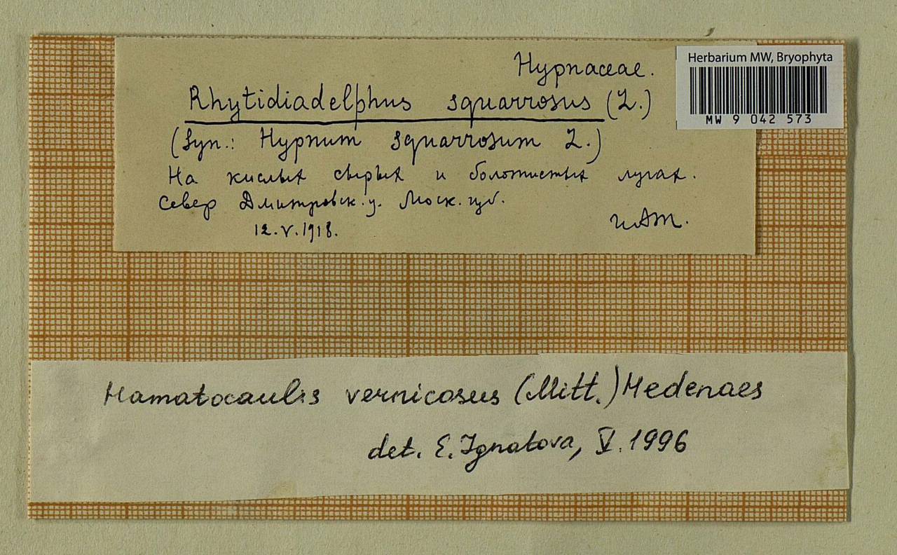 Hamatocaulis vernicosus (Mitt.) Hedenäs, Bryophytes, Bryophytes - Moscow City & Moscow Oblast (B6a) (Russia)