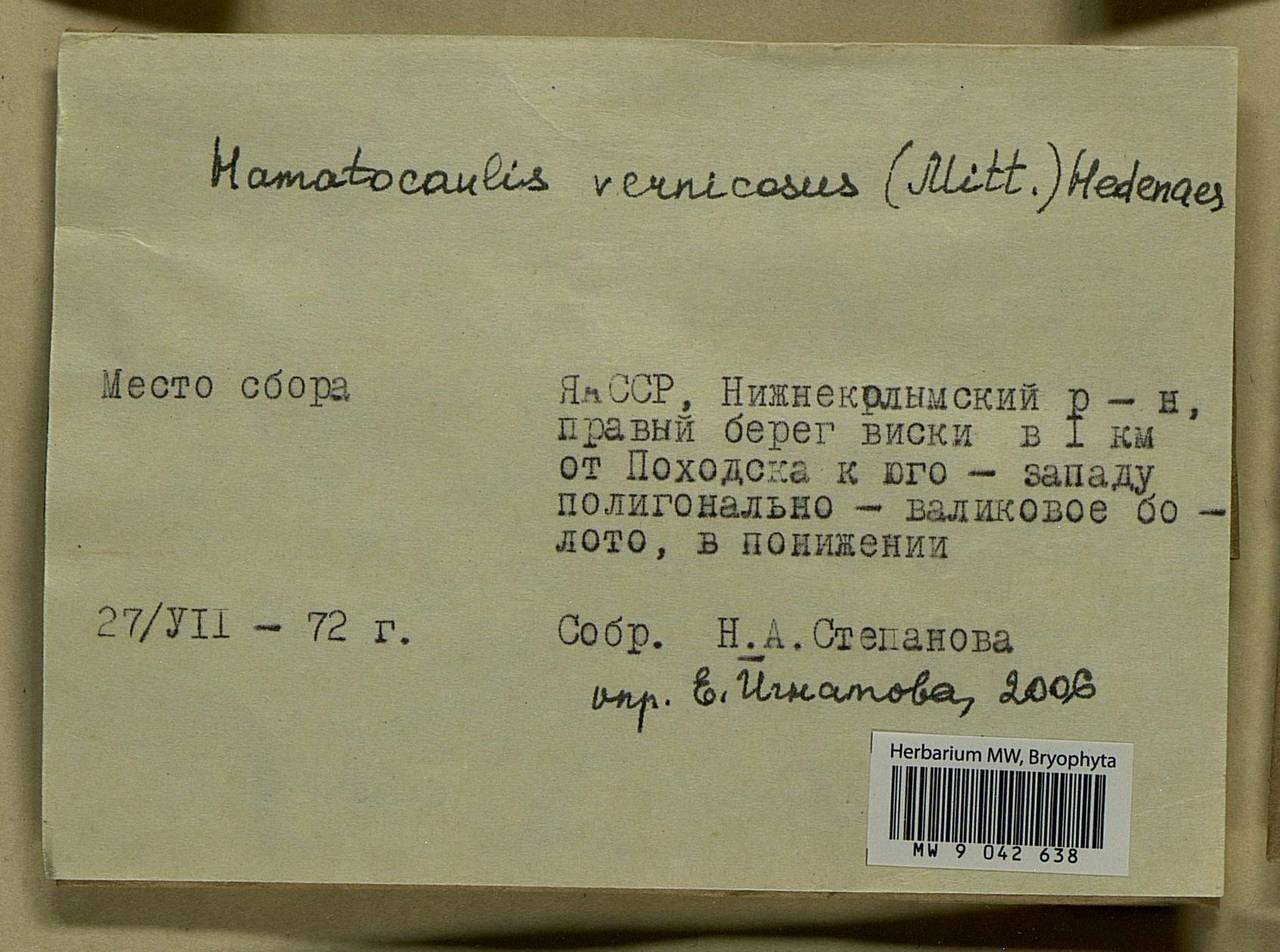 Hamatocaulis vernicosus (Mitt.) Hedenäs, Bryophytes, Bryophytes - Yakutia (B19) (Russia)